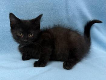 Zorro -  Domestic Short Hair Cat for Adoption in Lagrange, Indiana - Zorro | PetCurious
