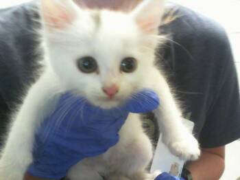 MOMO -  Domestic Medium Hair Cat for Adoption in Charlotte, North Carolina - MOMO | PetCurious