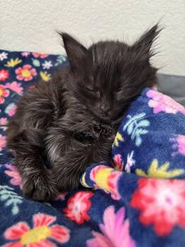 Domestic Medium Hair Cats Available for Adoption in Salinas, California - Rune | PetCurious