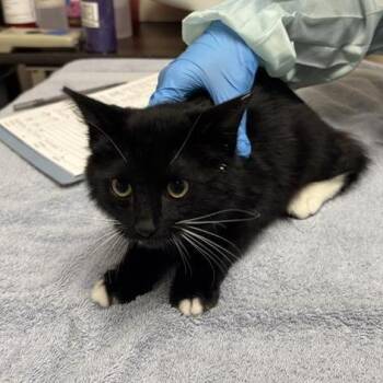 Persephone -  Domestic Medium Hair Cat for Adoption in Tempe, Arizona - Persephone | PetCurious