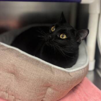 Domestic Short Hair Cats Available for Adoption in Marysville, Ohio - Willie | PetCurious