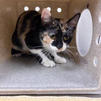 Domestic Short Hair Cats Available for Adoption in Reno, Nevada - Trip | PetCurious