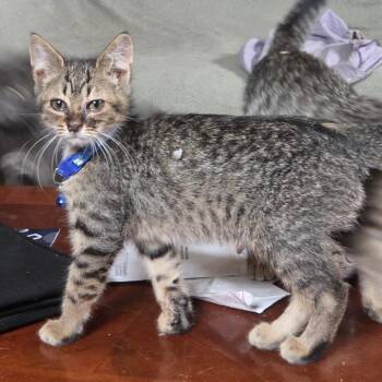 Slim (Frankie) -  Domestic Short Hair Cat for Adoption in Ringtown, Pennsylvania - Slim (Frankie) | PetCurious