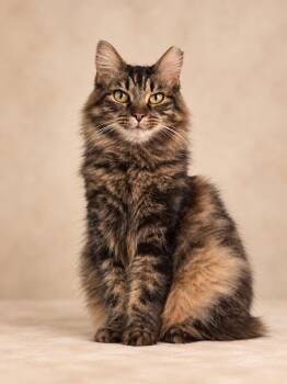 Santana -  Domestic Long Hair Cat for Adoption in Lincoln, Illinois - Santana | PetCurious