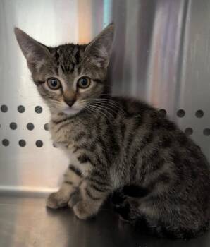 Josefov -  Domestic Short Hair Cat for Adoption in Fort Lupton, Colorado - Josefov | PetCurious