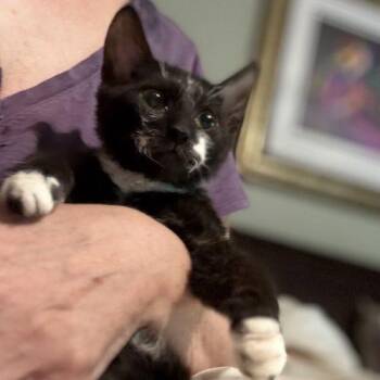 Cyclone -  Tuxedo Cat for Adoption in Knoxville, Tennessee - Cyclone | PetCurious