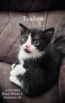 Domestic Short Hair Cats Available for Adoption in Riverside, California - TOADETTE | PetCurious