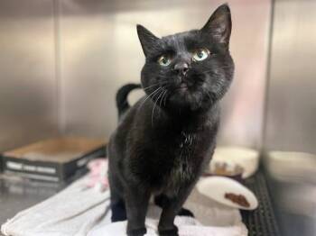 BAT GIRL -  Domestic Short Hair Cat for Adoption in Fort Wayne, Indiana - BAT GIRL | PetCurious