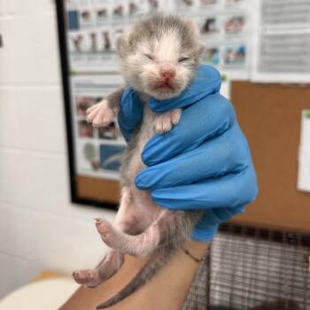 Domestic Short Hair Cats Available for Adoption in Leander, Texas - Tchaikovsky | PetCurious