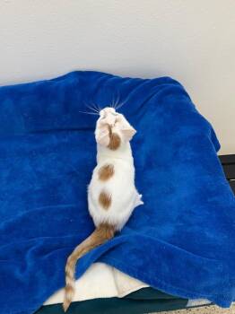 Orange Juice -  Tabby Cat for Adoption in Newberg, Oregon - Orange Juice | PetCurious