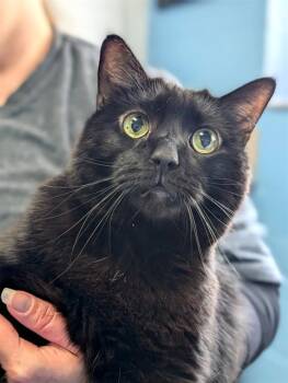 BAGHEERA -  Domestic Short Hair Cat for Adoption in Canfield, Ohio - BAGHEERA | PetCurious