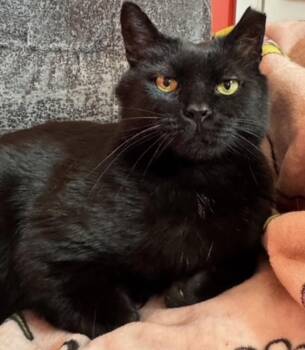 Tayley -  Domestic Short Hair Cat for Adoption in Alexandria, Virginia - Tayley | PetCurious