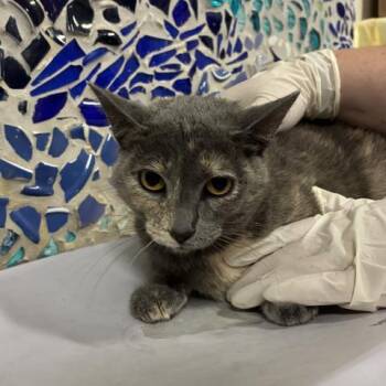 Domestic Short Hair Cats Available for Adoption in Pensacola, Florida - WHISKEY | PetCurious