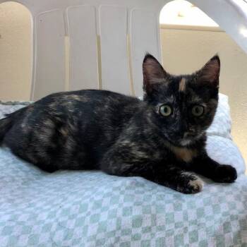 Nikita -  Domestic Short Hair Cat for Adoption in Lodi, California - Nikita | PetCurious
