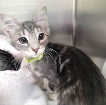 Humphrey -  Domestic Medium Hair and Domestic Short Hair Cat for Adoption in Memphis, Tennessee - Humphrey | PetCurious