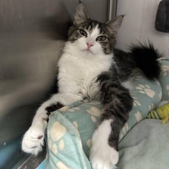 North -  Domestic Medium Hair Cat for Adoption in Mount Laurel Township, New Jersey - North | PetCurious