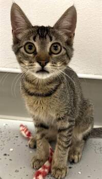 TOPAZ* -  Domestic Short Hair Cat for Adoption in Santa Cruz, California - TOPAZ* | PetCurious