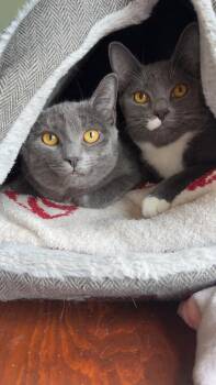 Domestic Short Hair Cats Available for Adoption in Bear, Delaware - Matchstick And Violet | PetCurious