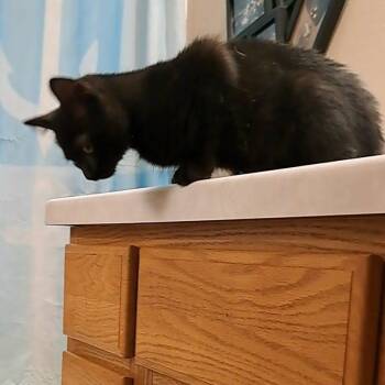 Nyx -  Domestic Short Hair Cat for Adoption in Alma, Wisconsin - Nyx | PetCurious