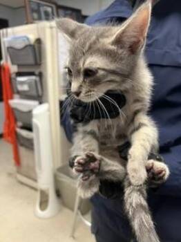 VERNIE -  Domestic Short Hair Cat for Adoption in Stockton, California - VERNIE | PetCurious