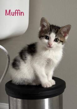Domestic Short Hair Cats Available for Adoption in Lambertville, New Jersey - Muffin | PetCurious