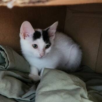 Rescue Domestic Short Hair Cats for Adoption in Walker, Michigan - Hanifee | PetCurious