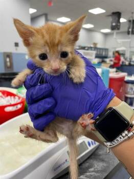 CHEDDAR -  Domestic Short Hair Cat for Adoption in Palmetto, Florida - CHEDDAR | PetCurious