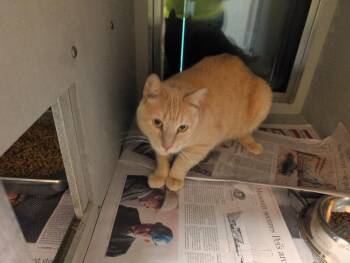 Bailey -  Domestic Short Hair Cat for Adoption in Rowlett, Texas - Bailey | PetCurious