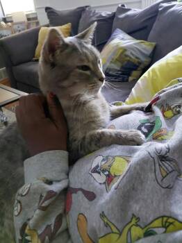 Gracie -  Domestic Short Hair and Tabby Cat for Adoption in Livonia, Michigan - Gracie | PetCurious