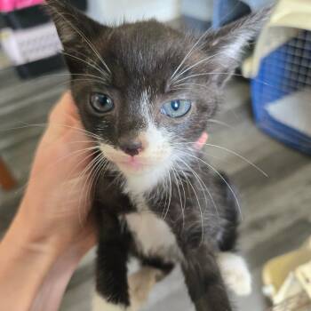 Lyra -  Domestic Short Hair Cat for Adoption in Centerville, Tennessee - Lyra | PetCurious