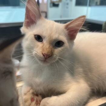 Gus Gus -  Siamese and Domestic Short Hair Cat for Adoption in Long Beach, California - Gus Gus | PetCurious