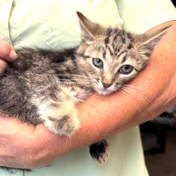 Dusty -s -  Domestic Medium Hair Cat for Adoption in Sequatchie, Tennessee - Dusty -s | PetCurious