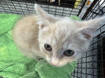 Linus -  Domestic Short Hair Cat for Adoption in West Chester, Pennsylvania - Linus | PetCurious