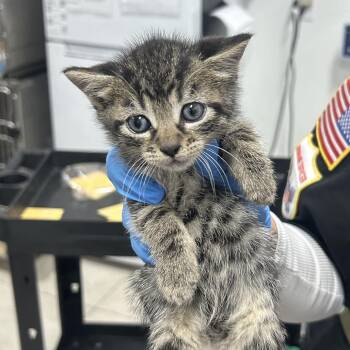 Danni -  Domestic Medium Hair Cat for Adoption in Newark, New Jersey - Danni | PetCurious