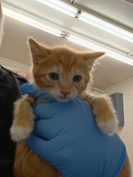 OTIS -  Domestic Short Hair Cat for Adoption in San Bernardino, California - OTIS | PetCurious