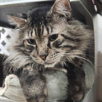 Domestic Medium Hair Cats Available for Adoption - Chino | PetCurious