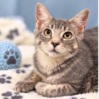 Sunny -  Domestic Short Hair Cat for Adoption in Mantua Township, New Jersey - Sunny | PetCurious