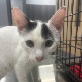 Tutuola -  Domestic Short Hair Cat for Adoption in Saint Joseph, Missouri - Tutuola | PetCurious