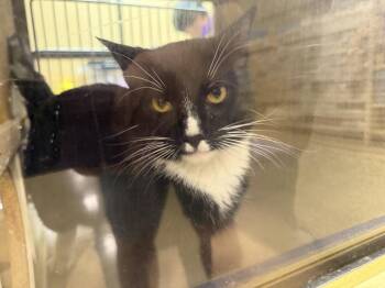 Domestic Short Hair Cats Available for Adoption in Wheaton, Illinois - Mouse | PetCurious