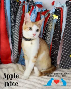 Apple Juice -  Domestic Short Hair Cat for Adoption in Ocean Springs, Mississippi - Apple Juice | PetCurious