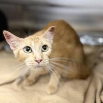 Clementine -  Domestic Short Hair Cat for Adoption in Bullhead City, Arizona - Clementine | PetCurious