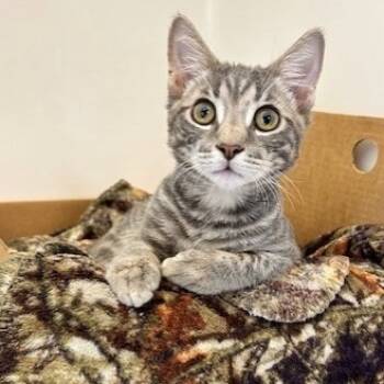 Rescue Domestic Short Hair Cats for Adoption - Drizzle | PetCurious