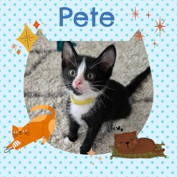 Pete -  Tuxedo Cat for Adoption in Pasco, Washington - Pete | PetCurious