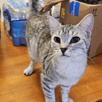 Pepper (Libbie) -  Bengal and Domestic Short Hair Cat for Adoption in Richmond, Virginia - Pepper (Libbie) | PetCurious