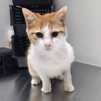 Sherbert -  Domestic Short Hair Cat Available for Adoption in Snow Hill, North Carolina - Sherbert | PetCurious