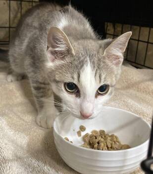 Tyg -  Tabby and Domestic Short Hair Cat for Adoption in Island Lake, Illinois - Tyg | PetCurious