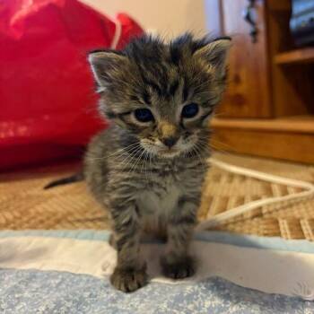 Bologna -  Domestic Short Hair Cat for Adoption in Driggs, Idaho - Bologna | PetCurious