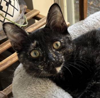 Mouse -  Domestic Short Hair Cat for Adoption in Nashville, Tennessee - Mouse | PetCurious