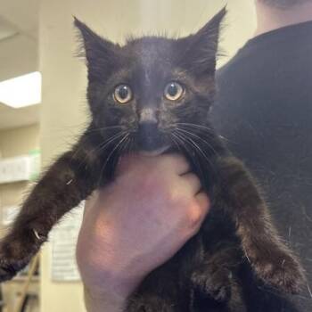 Ezzy -  Domestic Short Hair Cat for Adoption in Elyria, Ohio - Ezzy | PetCurious