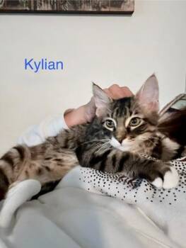 Kylian -  Domestic Long Hair Cat for Adoption in Mokena, Illinois - Kylian | PetCurious